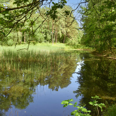 Teich im Naturgarten auf dem Waldfriedhof