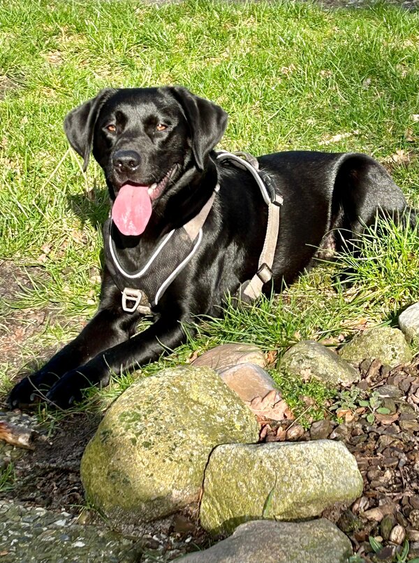 Bild vergr&ouml;&szlig;ern: Auch Labrador Leila wei�: Bei der Hundesteuer wechselt die Zust�ndigkeit.