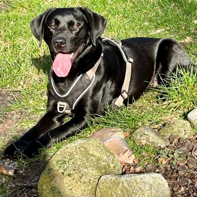 Auch Labrador Leila wei&szlig;: Bei der Hundesteuer wechselt die Zust&auml;ndigkeit.