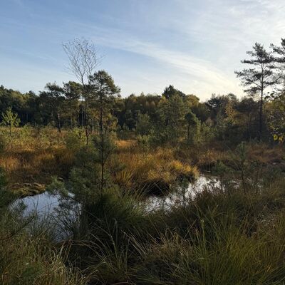 Das &raquo;Breite Moor&laquo; steht im Mittelpunkt eines Forschungsprojektes.